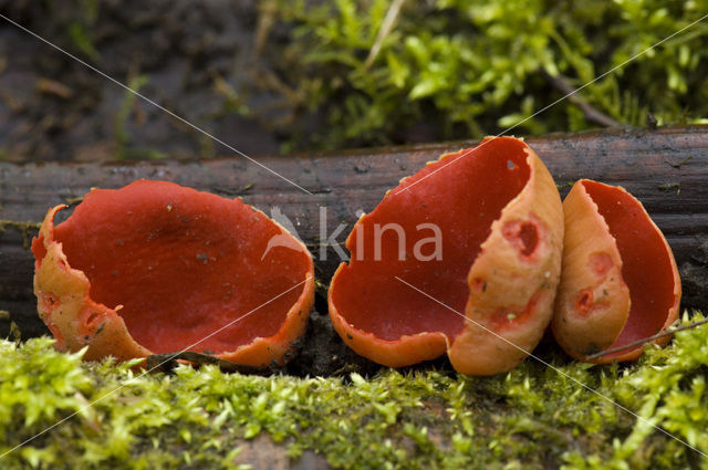 scarlet cup fungus (Sarcoscypha coccinea)