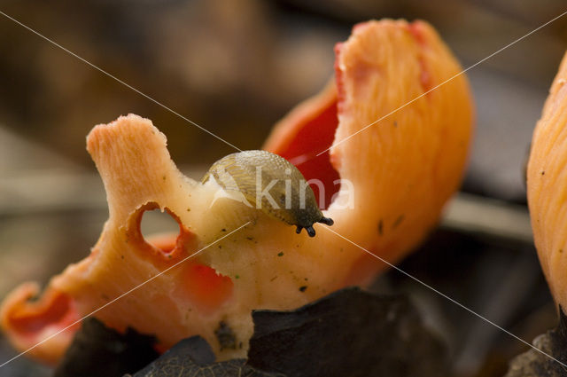 scarlet cup fungus (Sarcoscypha coccinea)