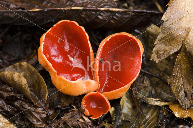 scarlet cup fungus (Sarcoscypha coccinea)