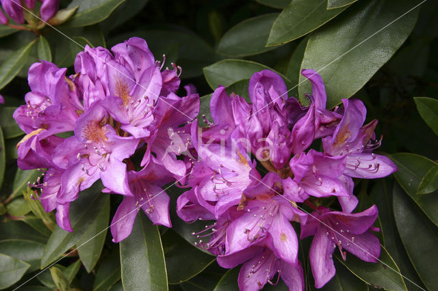 Rhododendron spec.