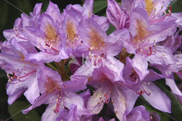 Rhododendron spec.