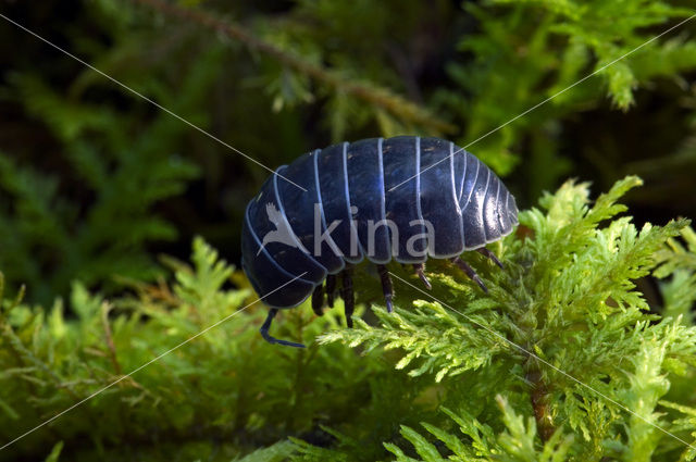 pillbug (Armadillidium vulgare)