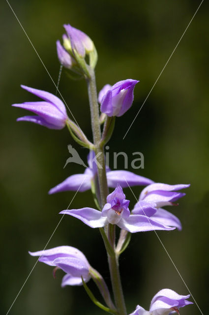 Red Helleborine (Cephalanthera rubra)