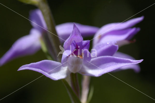 Red Helleborine (Cephalanthera rubra)