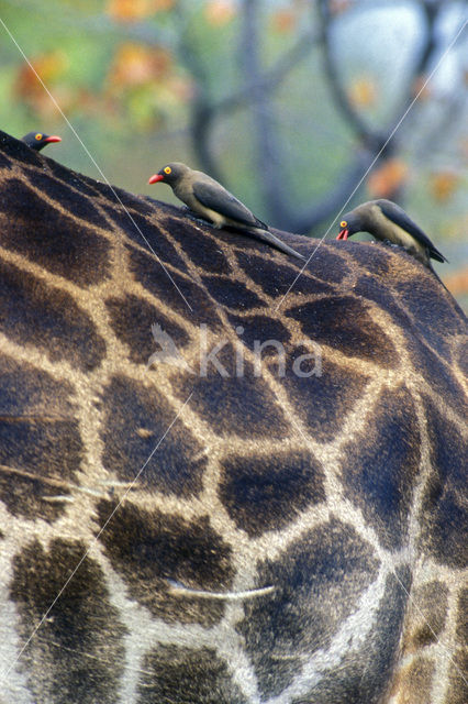 Red-billed Oxpecker (Buphagus erythrorhynchus)