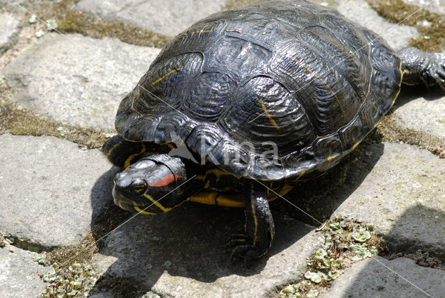 Roodwangschildpad (Trachemys scripta elegans)