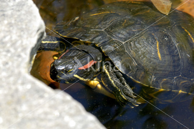 Roodwangschildpad (Trachemys scripta elegans)