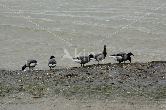 Rotgans (Branta bernicla)