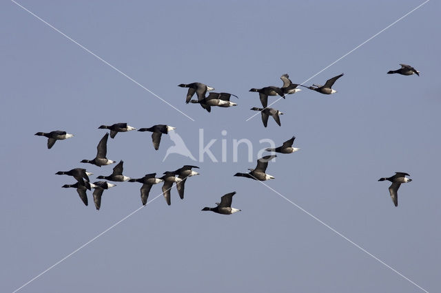 Rotgans (Branta bernicla)