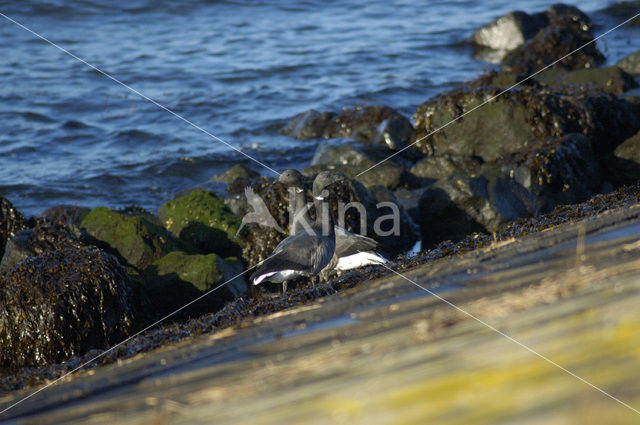 Rotgans (Branta bernicla)