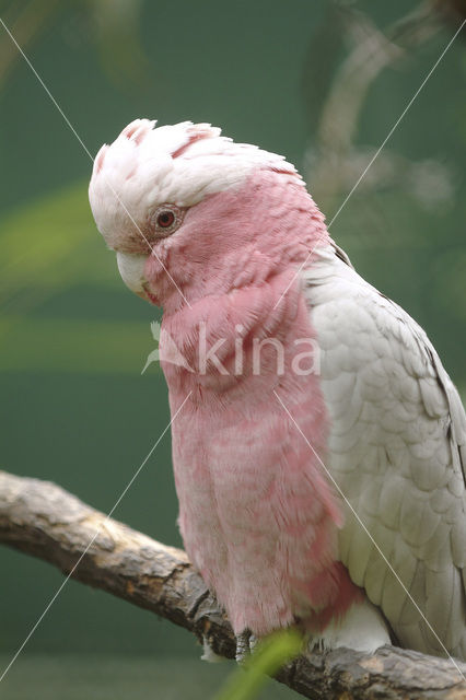 Roze Kaketoe