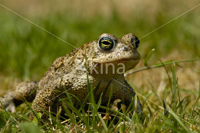 Natterjack toad (Bufo calamita