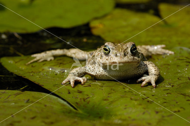 Rugstreeppad (Bufo calamita