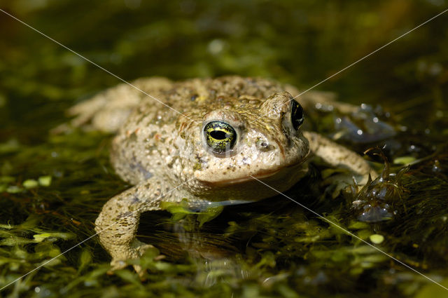 Natterjack toad (Bufo calamita