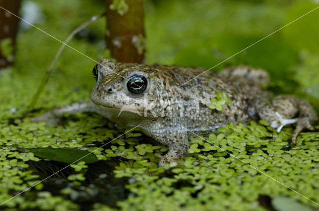 Rugstreeppad (Bufo calamita