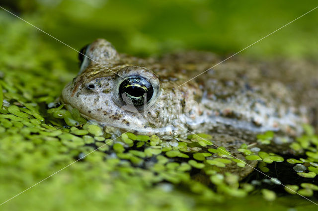 Rugstreeppad (Bufo calamita