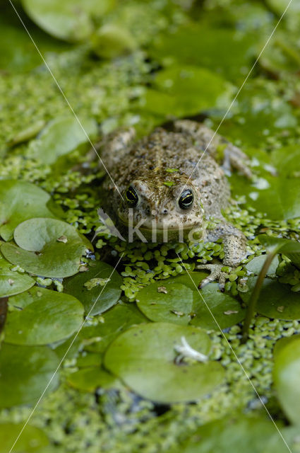 Rugstreeppad (Bufo calamita