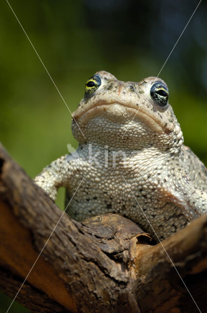Natterjack toad (Bufo calamita