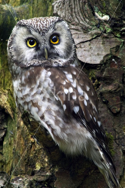 Boreal Owl (Aegolius funereus)