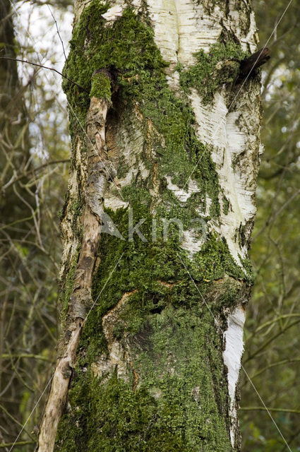 Ruwe berk (Betula pendula)