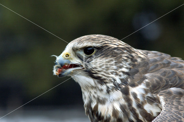 Sakervalk (Falco cherrug)