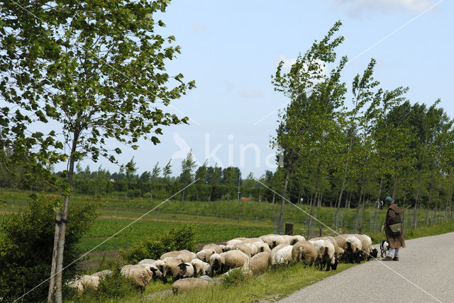 Schaap (Ovis domesticus)