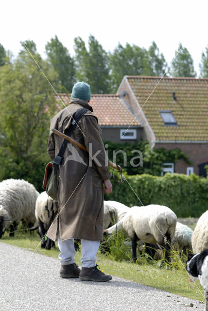 Schaap (Ovis domesticus)