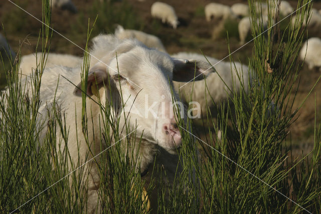 Schaap (Ovis domesticus)