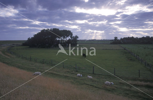 Schaap (Ovis spec.)