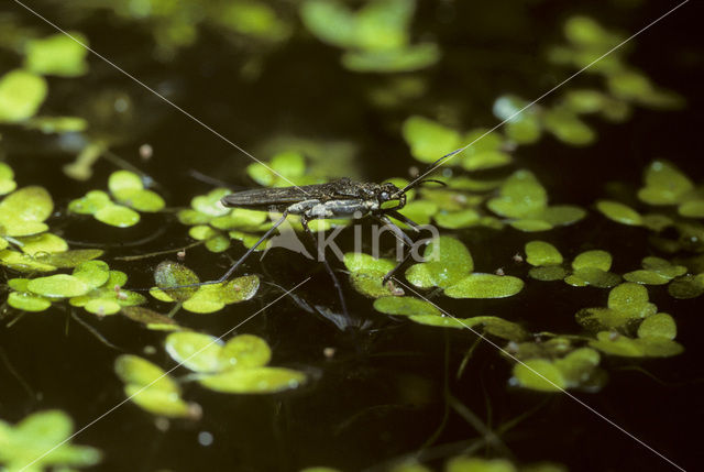 Common pond skater (Gerris lacustris)