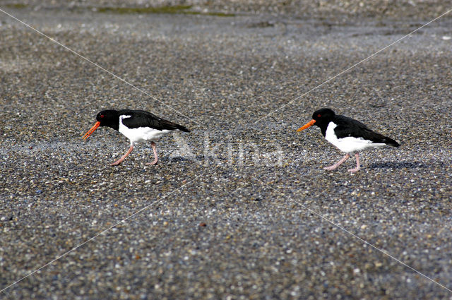 Oystercatcher (Haematopus ostralegus)