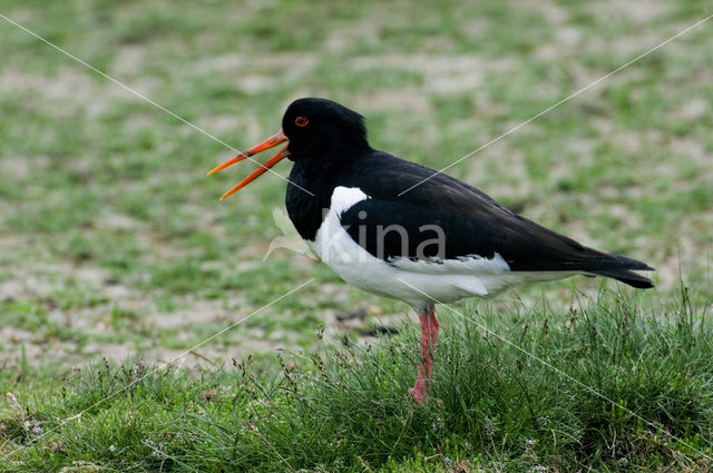 Oystercatcher (Haematopus ostralegus)