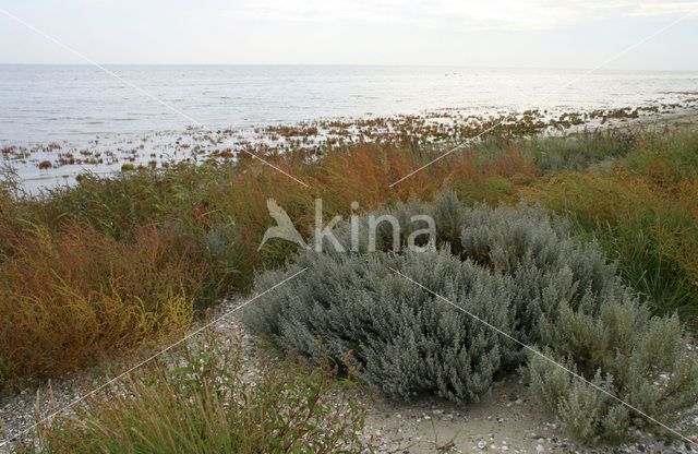 Schorrekruid (Suaeda maritima)