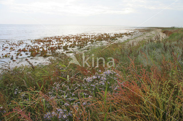 Annual-seablite (Suaeda maritima)