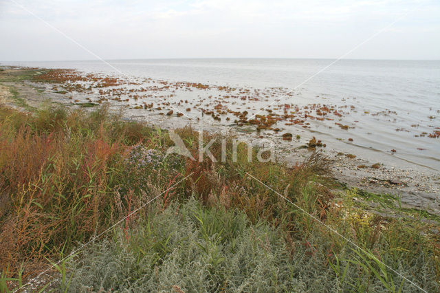 Schorrekruid (Suaeda maritima)