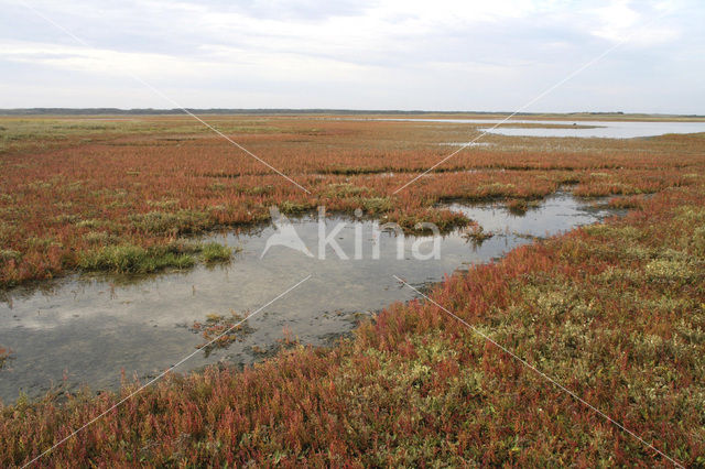 Annual-seablite (Suaeda maritima)