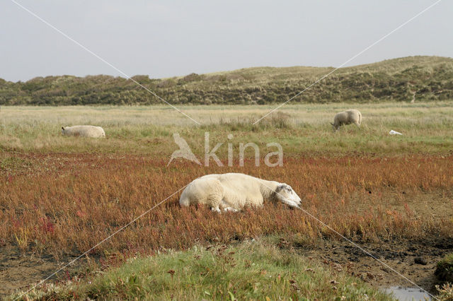 Schorrekruid (Suaeda maritima)