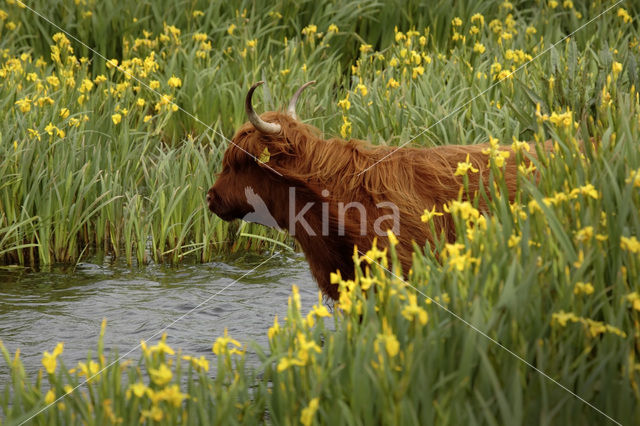 Highland Cow (Bos domesticus)