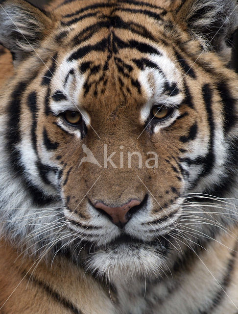 Siberian Tiger (Panthera tigris altaica)