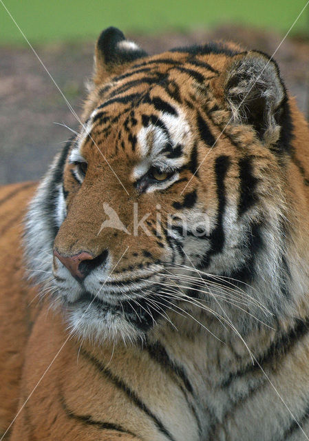 Siberian Tiger (Panthera tigris altaica)