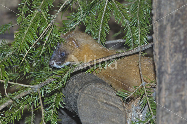 Siberian weasel (Mustela sibirica)