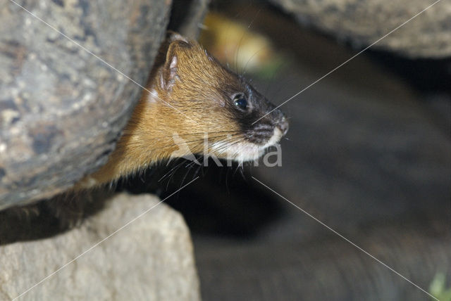 Siberian weasel (Mustela sibirica)