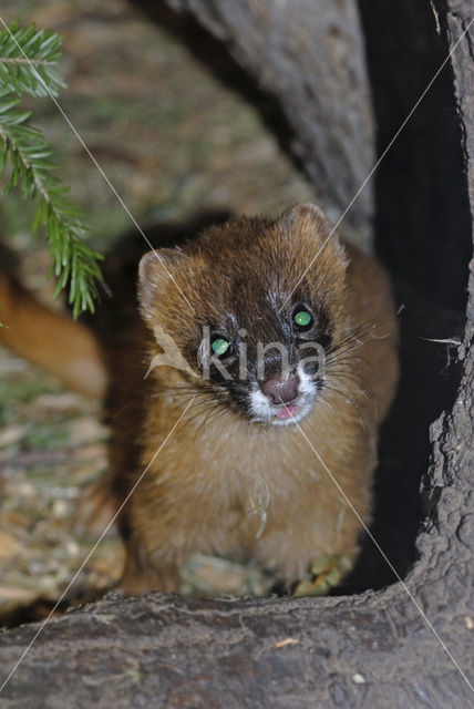 Siberian weasel (Mustela sibirica)