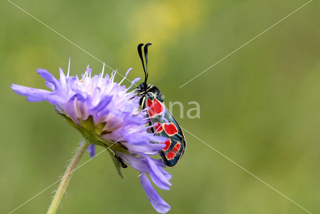 Six-spot Burnet (Zygaena filipendulae)