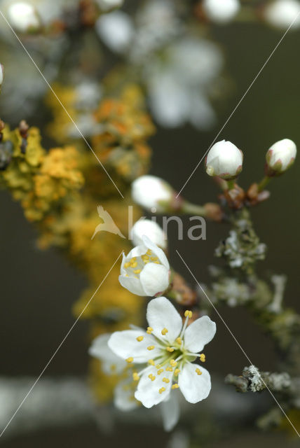 Sleedoorn (Prunus spinosa)