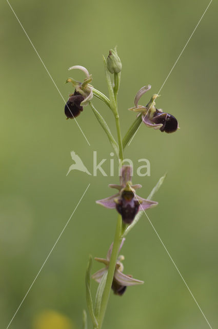 Sniporchis x Spinnenorchis (Ophrys scolopax x aranifera )