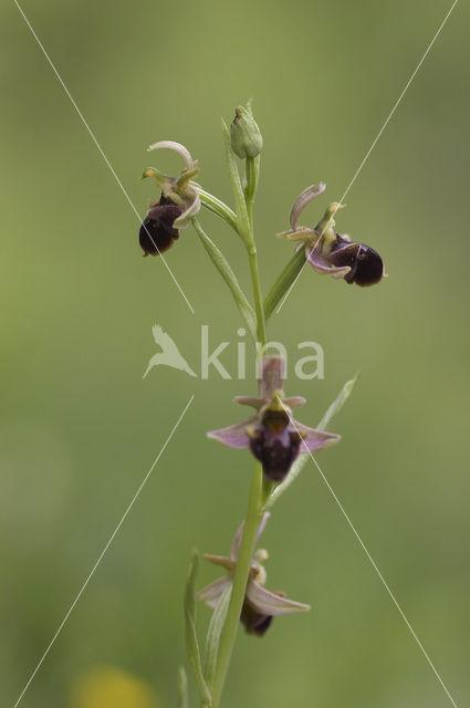 Woodcock orchid x Spider Orchid (Ophrys scolopax x aranifera )