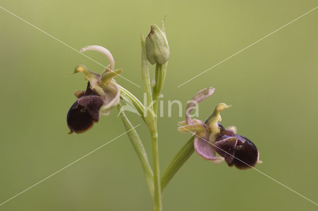 Sniporchis x Spinnenorchis (Ophrys scolopax x aranifera )