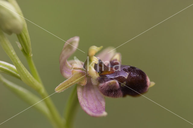 Woodcock orchid x Spider Orchid (Ophrys scolopax x aranifera )
