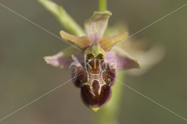 Sniporchis x Spinnenorchis (Ophrys scolopax x aranifera )